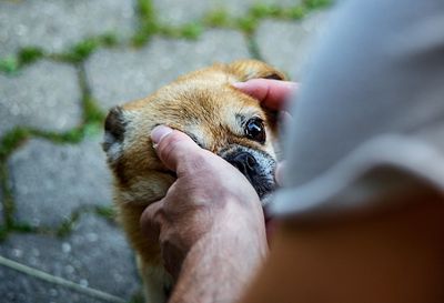 Close-up of hand holding cat