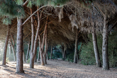 Trees in forest