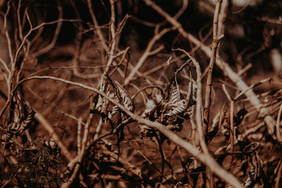 Close-up of dried plant on field