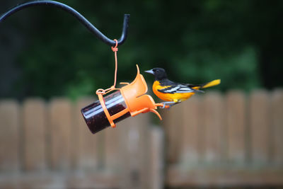 Close-up of bird on feeder