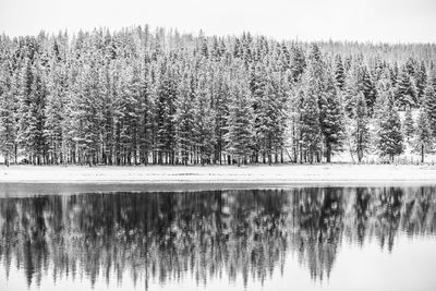 Reflection of trees on lake against sky