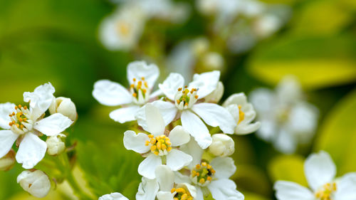 Close-up of white flowers