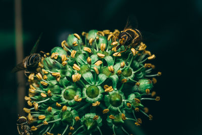 Close-up of succulent plant