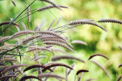 plant