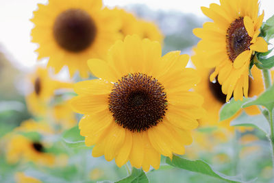 Close-up of sunflower