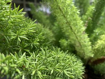 plant