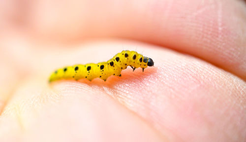 Cropped hand holding yellow caterpillar