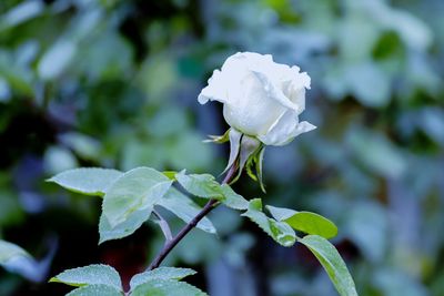 Close-up of white flowering plant