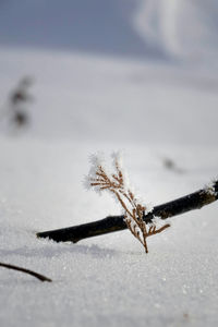 Close-up of frozen insect during winter