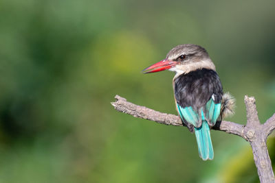 Close-up of kingfisher perching on branch