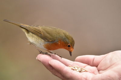 Close-up of hand with bird