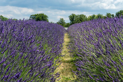 Purple flowering plants on field