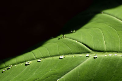 Close-up of water drops on green leaf