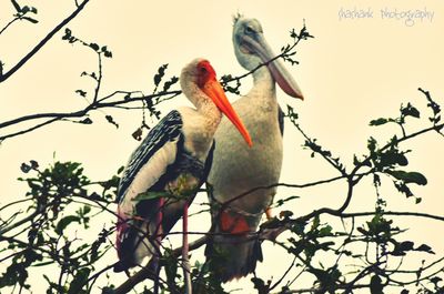 Low angle view of birds perching on tree
