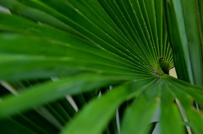 Close-up of palm leaves