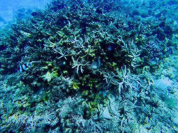 View of fish in sea