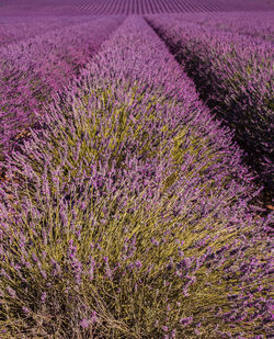 Full frame shot of wheat field