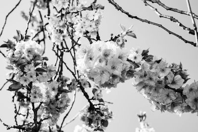 Low angle view of blooming tree against sky