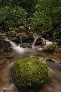 Scenic view of waterfall in forest