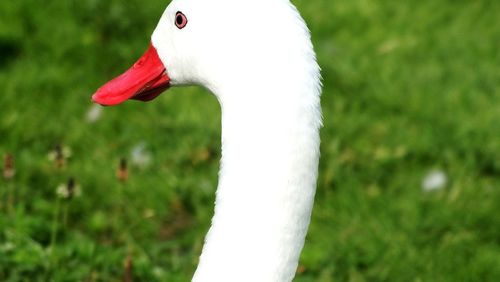 Close-up of a bird looking away