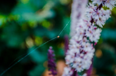 Close-up of insect on purple flower