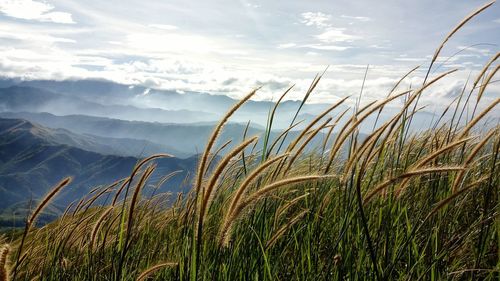 Plants growing on landscape against sky