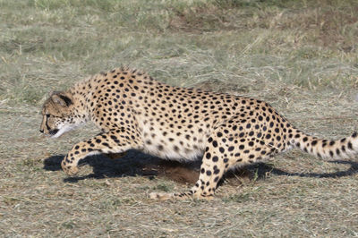 View of a cat lying on land