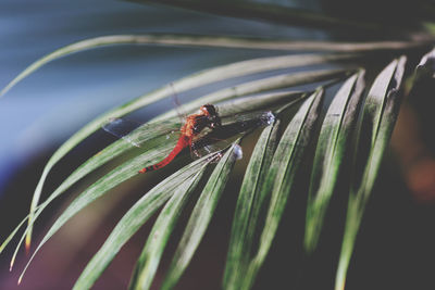 Close-up of insect on plant