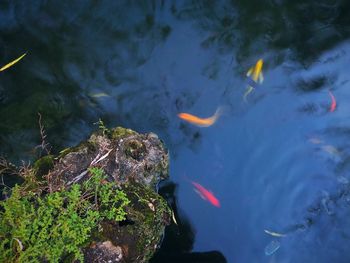 Fish swimming in sea