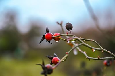 Close-up of berries on tree