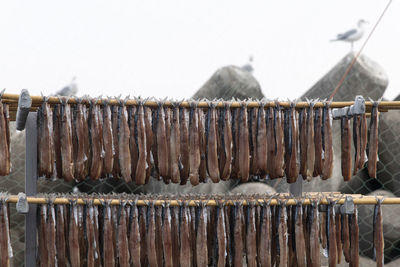 Close-up of drying fishes which are herrings and saury