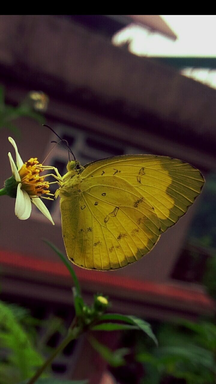 CLOSE-UP OF BUTTERFLY PERCHING ON YELLOW FLOWER