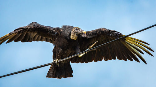 Low angle view of vulture perching on cable against clear blue sky