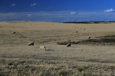 Flock of birds on field against sky