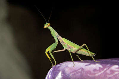 Close-up of grasshopper