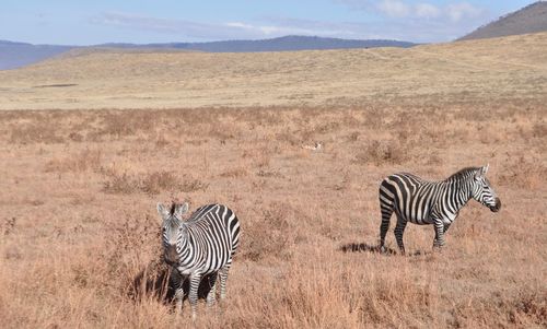 Zebra crossing in a field