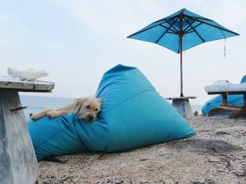 View of dog on the beach