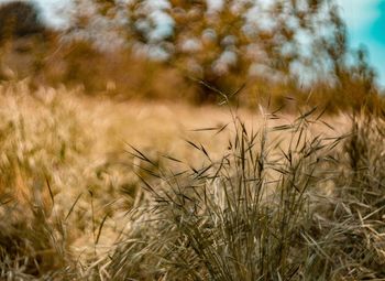 Close-up of wheat growing on field