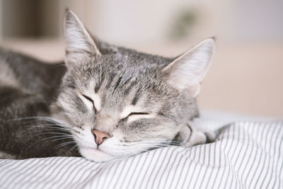 A domestic striped gray cat sleep on the bed. the cat in the home interior. world cat day.
