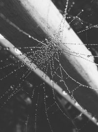 Close-up of water drops on spider web