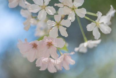 Close-up of cherry blossom