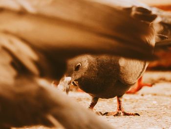 Close-up of an animal