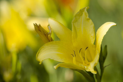 Close-up of yellow flower