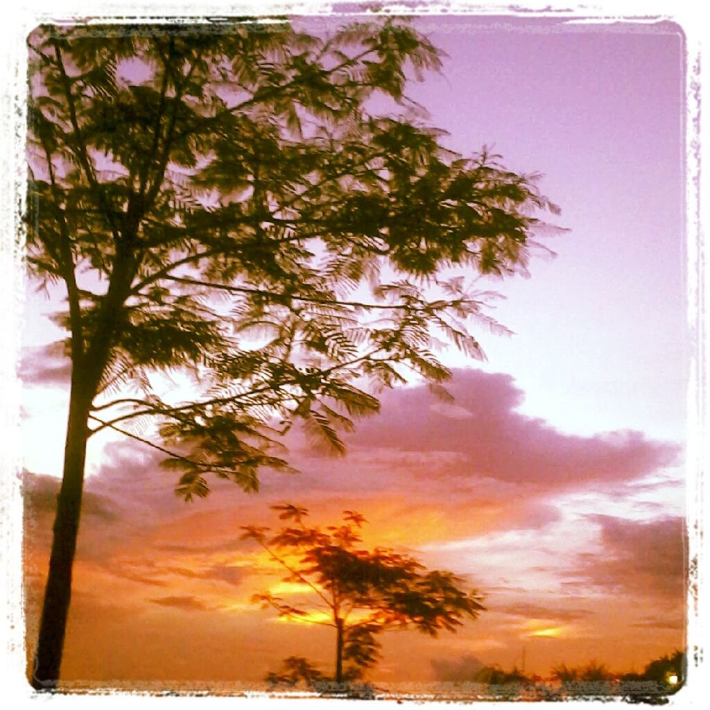 transfer print, tree, auto post production filter, tranquility, beauty in nature, scenics, sunset, tranquil scene, sky, nature, growth, idyllic, palm tree, orange color, branch, silhouette, outdoors, tree trunk, no people, cloud - sky