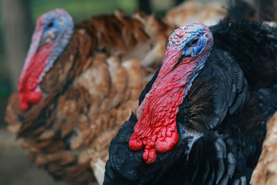 Close-up of turkeys