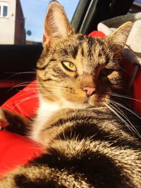 Close-up of a cat looking away