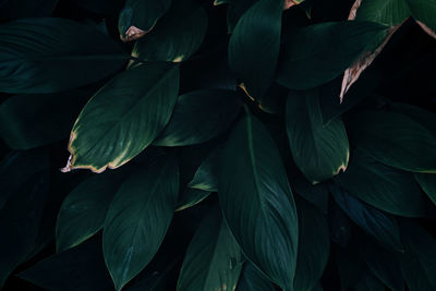 Close-up of leaves