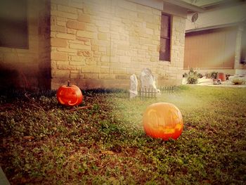 View of pumpkins