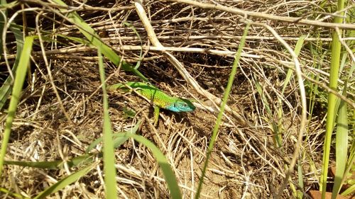 High angle view of insect on grass