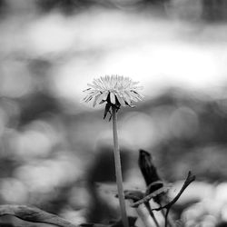 Close-up of dandelion growing outdoors